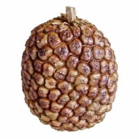 Fruit Nut