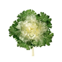 11 Inch Japanese Silk Cabbage Spray White