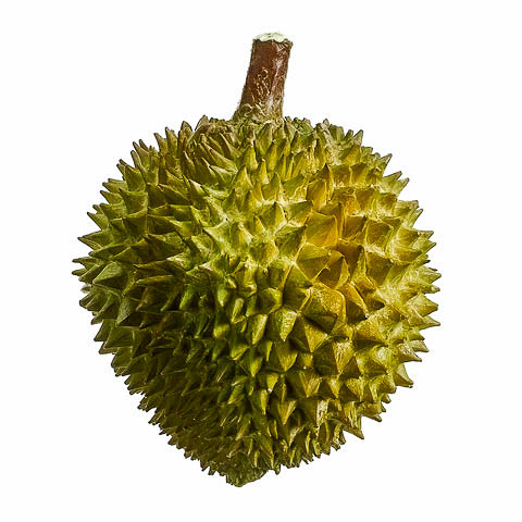 6 Inch x 7.5 Inch Artificial Durian