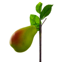 4 Inch Artificial Pear Branch