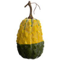 9 Inch Weighted Faux Gourd Yellow Green