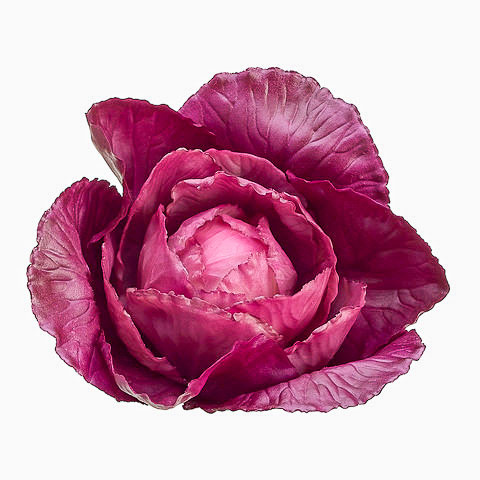 4 Inch Baby Fake Cabbage Purple