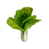 8 Inch Silk Cabbage Green